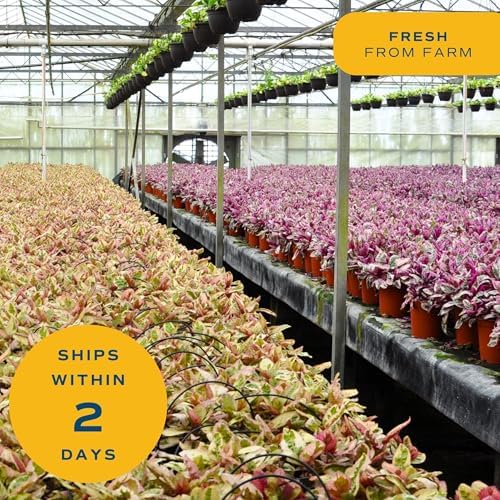 Costa Farms Dracaena Marginata Magenta Madagascar Dragon Tree Live Indoor Plant, 3 to 4-Feet Tall, Potted in Grower's Pot - Image 6