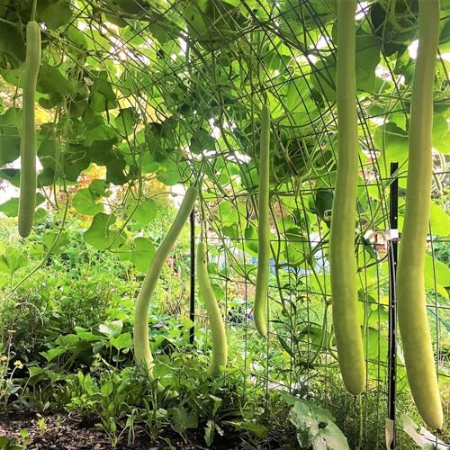 Cucuzza Squash Seeds - 20+ Count - for 2026 Planting Lagenaria siceraria Cucuzzi Snake Gourd Italian Tromboncino Long Bottle Calabash Dudhi Lauki Vegetable Grow Your Own Home Farm - Image 2