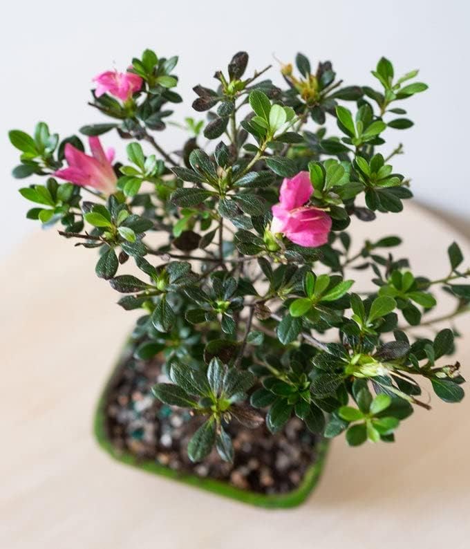 From You Flowers Pink Azalea Bonsai Tree in Ceramic Planter - Live Flowering Bonsai Plant Delivered for Birthday, Anniversary & Home Decor - Image 4
