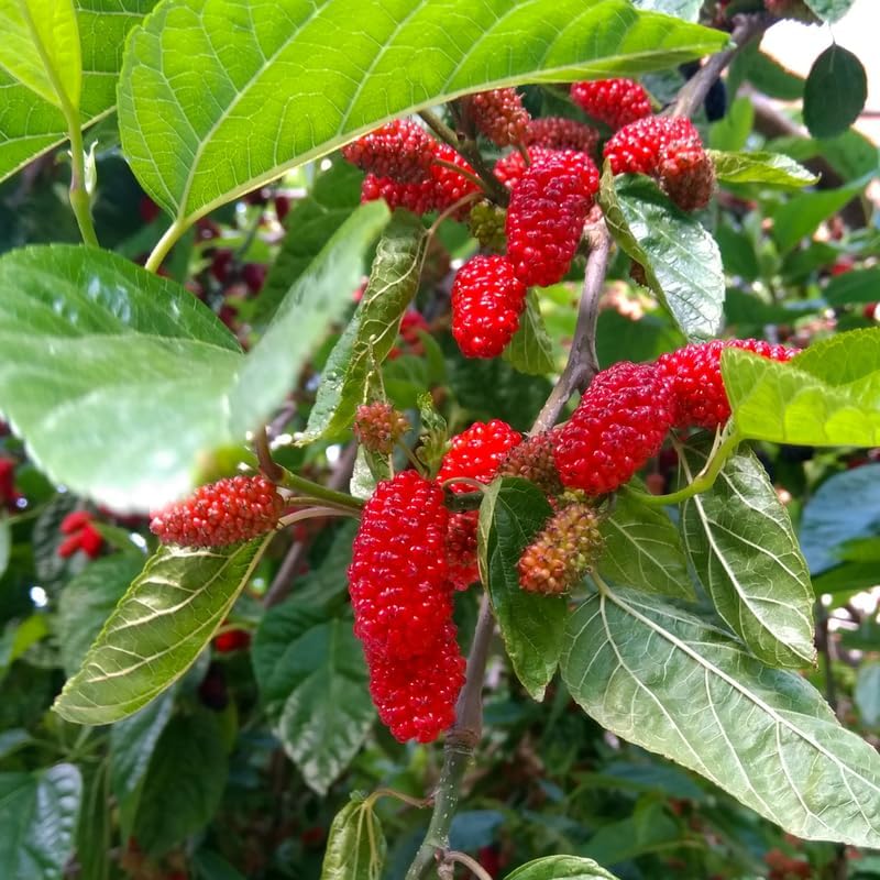 Red Mulberry Live Plant, 4-8 Inch Tall Hardy Fruit Tree by Unknown