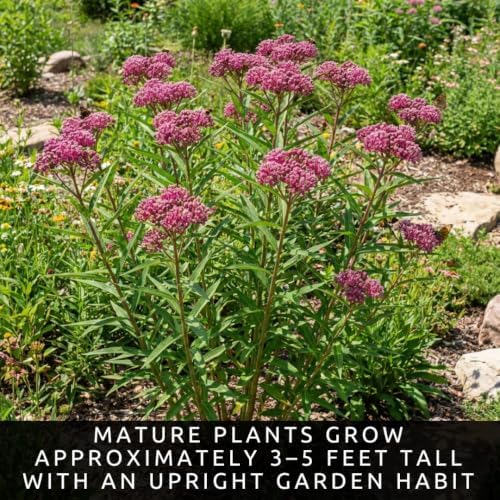 Swamp Milkweed Seeds – 100 Premium Seed Collection - Image 5