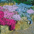 3 Mix-Colored Creeping Phlox Plants, Perennial Ground Cover 4-6 Inches by GardenNurserySince1996