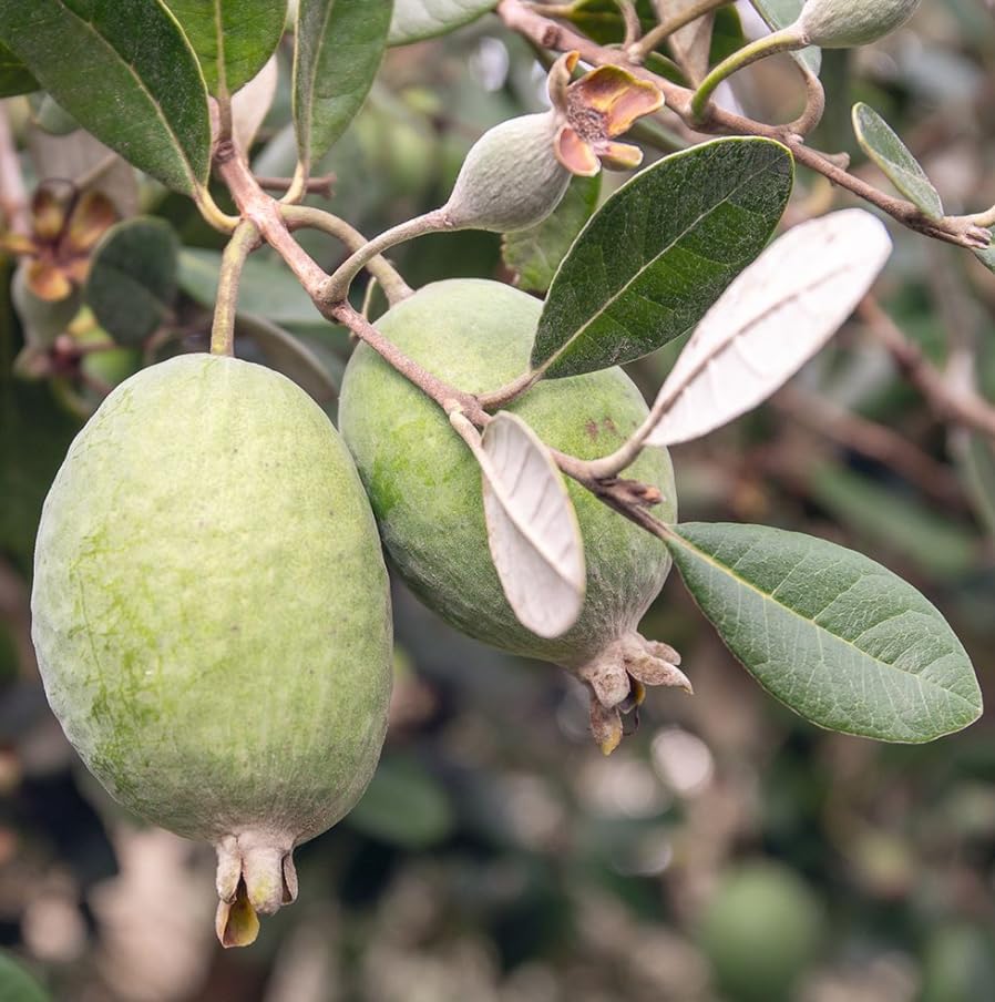 Pineapple Guava Tree Live Plant, Sweet Guavas Plant Tropical Fruit Tree 4-6 Inch Tall - Image 2