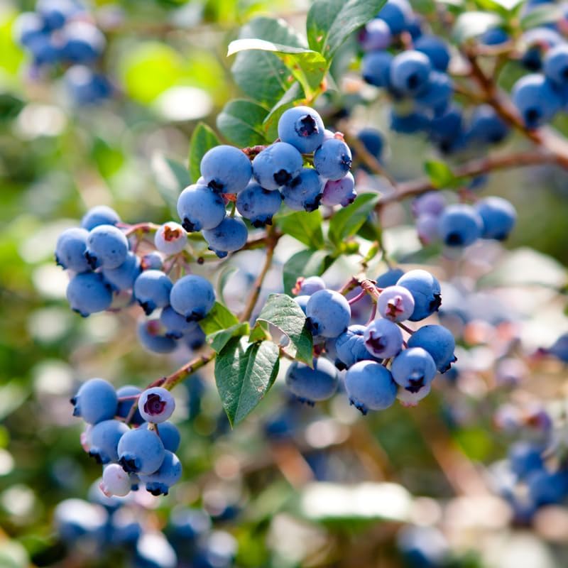 2 Biloxi Blueberry Plants Live, Sweet Berry Shrub, 5-12" Tall - Image 3