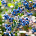 Highbush Blueberry Plant Live, Landscape Berry Bush, 5-10 Inch Tall by AVERAR
