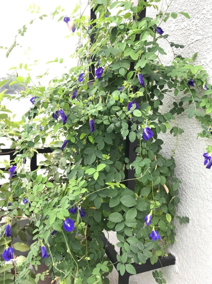 Live Blue Butterfly Pea Flower Plant Clitoria Ternatea Vine Tropical Vine Plant Climbing Butterfly Pea Tree 4 Inch Pot, No Ship CA - Image 5