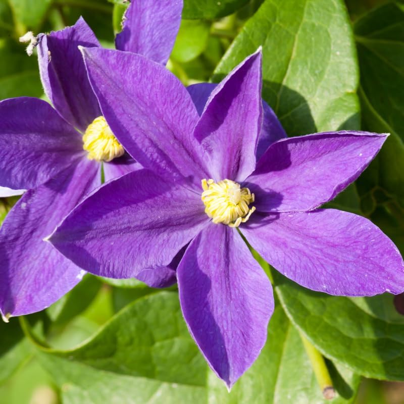 Light Purple Clematis Vine Plant, Clematis Vine Plants Live in 2.5 Inch Pot - Image 2
