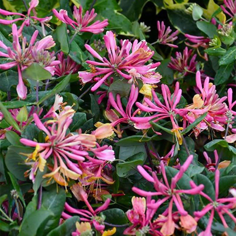 210+ Mix Honeysuckle Seeds for Planting - Fragrant Climbing Vine, Perennial Flowering Plant for Trellis, Fence and Garden Landscape, Attracts Pollinators - Image 3