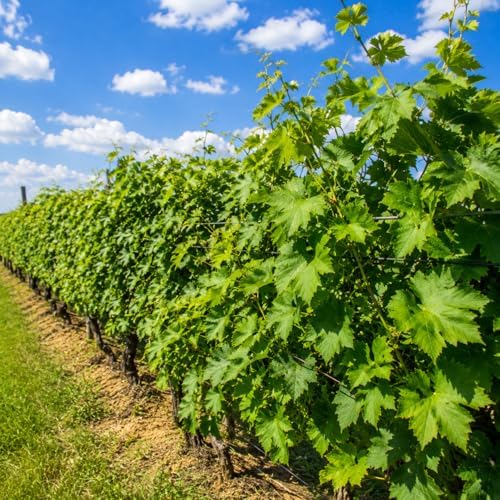 Southland Muscadine Vine - 28-36" Tall Live Plant - 2 Gallon Pot - Image 3