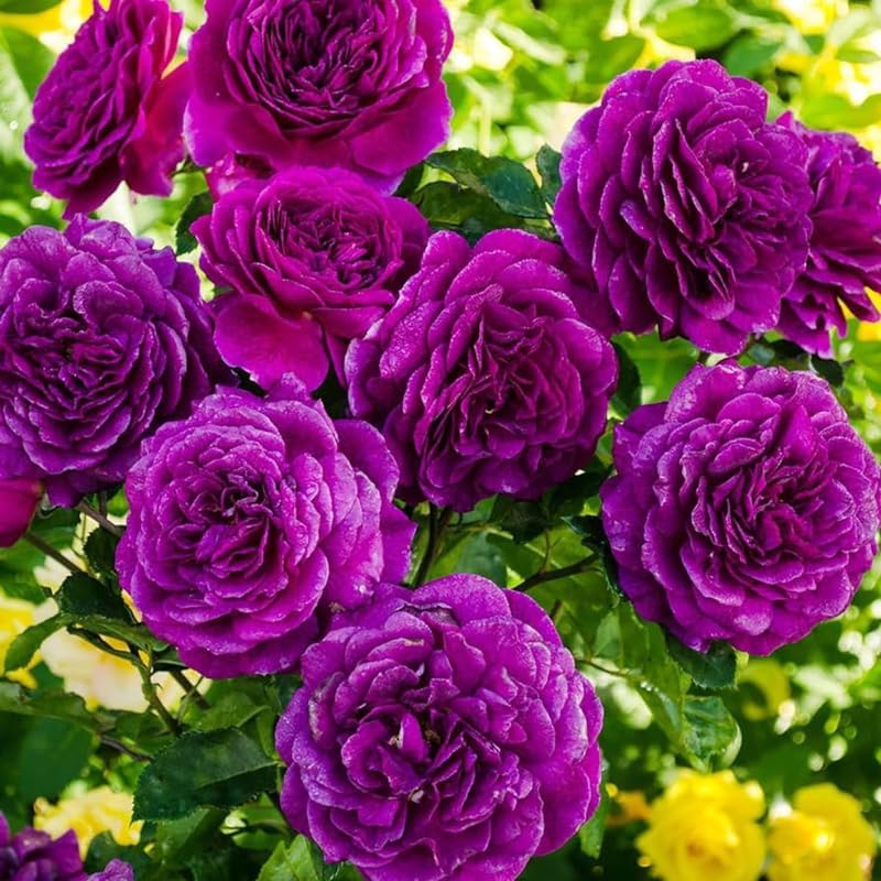 Climbing Rose Plant Live, Reblooming Rose Bush by AKTRD