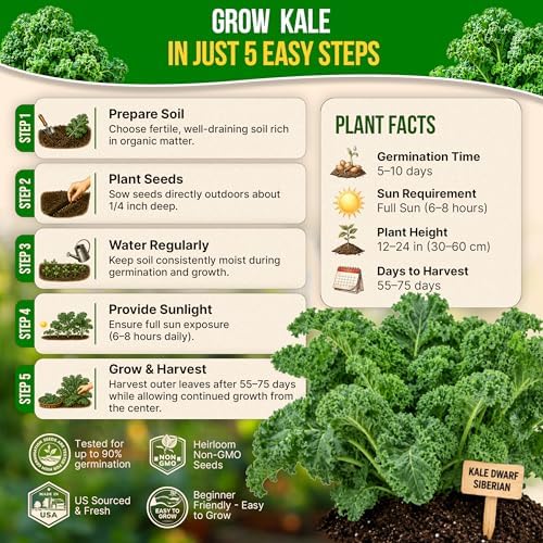 Kale Dwarf Siberian Seeds Pack 5 G - Over 1,650 Non-GMO Heirloom Kale Seeds for Planting Greens in Individual Seed Packet, Greens Seeds for Planting Home Garden Indoor & Outdoor - Image 6