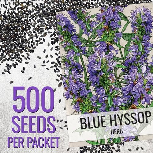 Seed Needs Blue Hyssop Seeds to Plant an Herb Garden - 1 Pack - Image 2