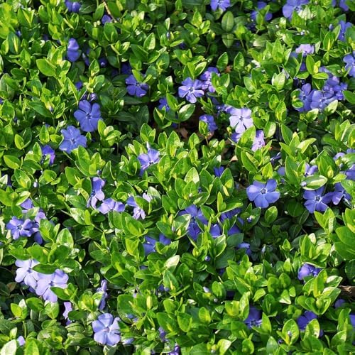 60 Purple Vinca Periwinkle Live Plants, Flowering Plant - Image 3