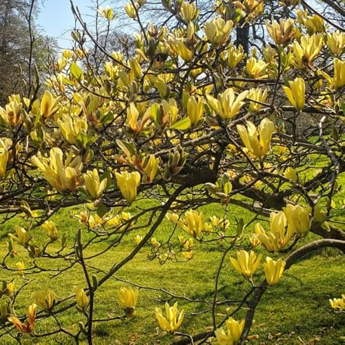 Yellow Magnolia Tree Live Plant, Blooming Shrub, 4-8 Inch Tall - Image 3