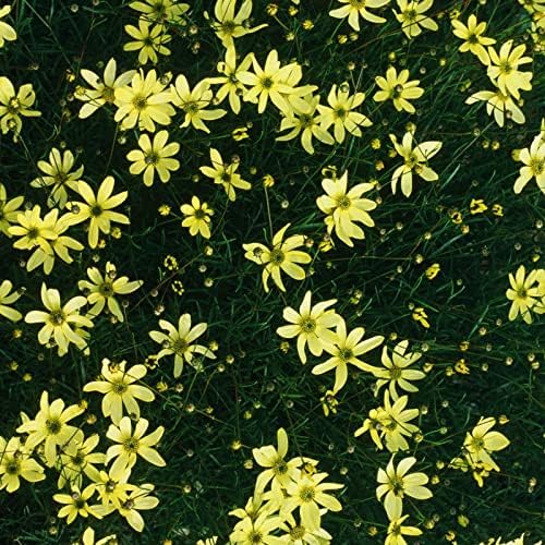 Clovers Garden Coreopsis Moonbeam (Tickseed) Plants – Two (2) Live Plants – Non-GMO - Not Seeds - Each 4" to 8" Tall – in 4" Inch Pots – Hardy Flowering Perennial, Pollinator Favorite by CloversGarden