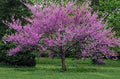 Eastern Redbud - Purple Flowering Tree - Live Plant Shipped 3 to 4 Feet Tall by DAS Farms by DASFarms