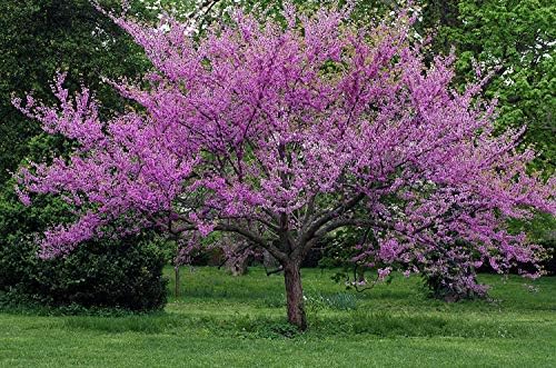 Eastern Redbud - Purple Flowering Tree - Live Plant Shipped 3 to 4 Feet Tall by DAS Farms by DASFarms