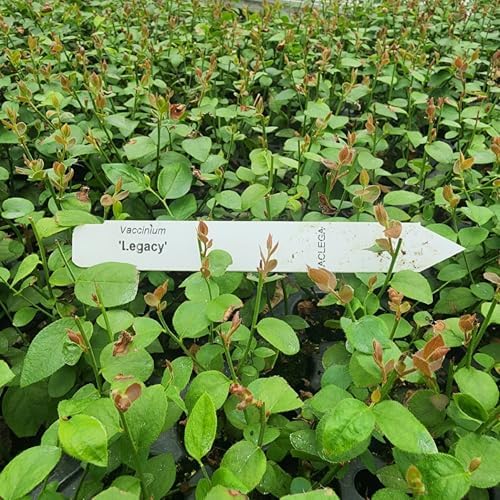 Live Legacy Blueberry Plants (4 Pack) – Northern Highbush Blueberry Bushes for Planting, Vigorous Growth, Late-Season Harvest, Suitable for Various Climates - Image 5