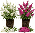 2 Buddleia Mix Bush Plants Live for Planting, Perennial Butterfly Plants, Fragrant Flower Shrub for Home Garden, 4-6 Inch Tall, No Pot by Unknown