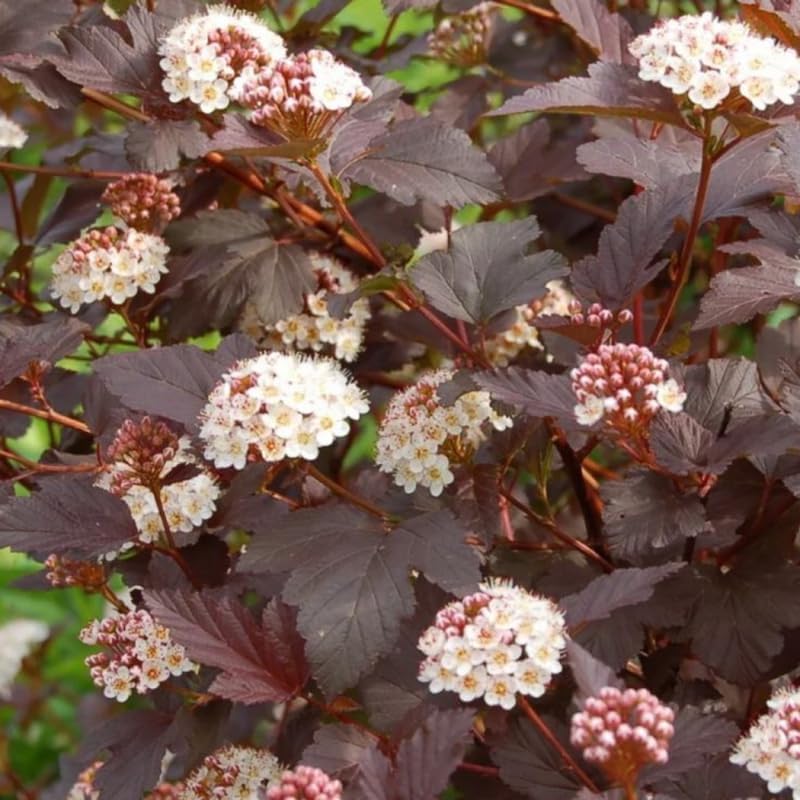3 Ninebark Shrub Live Plant, 12-18 Inch Tall, Well-Rooted Starter 2.5 Inch Pot, Hardy Flowering Deciduous Plant for Backyard and Garden - Image 5
