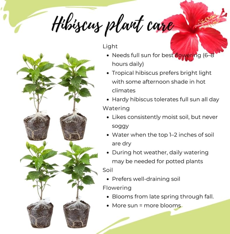 4 Variegated Red Hibiscus Plants Live, Cold Hardy Flower Bush, 4-8" Tall - Image 5