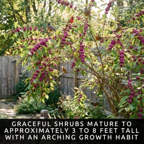 Beautyberry Seeds for Planting Native Shrub 100 Premium Seeds - Image 3