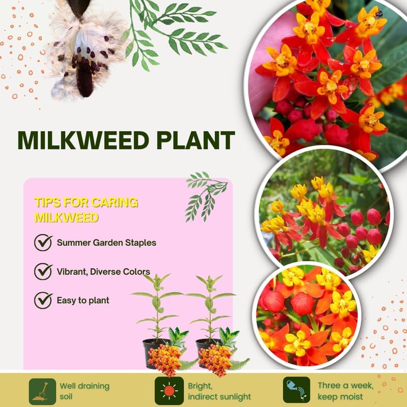 2 Red Milkweed Plants Live, Garden Flower Plant, 4-7 Inch Tall - Image 3