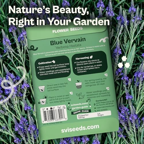 SVI 2500 Blue Vervain Seeds (Verbena hastata) – Vervain Herb, Verbena Seed Packets Bulk – Tall Wildflower, Native Perennial Flower Seeds Packets Outdoor Flower Garden, Meadows, Containers - Image 2