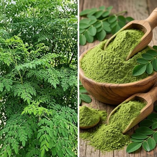 2 Large Moringa Tree Plants,12-20 Inc Tall, Oleifera Moringa Drumstick Tree - Image 6
