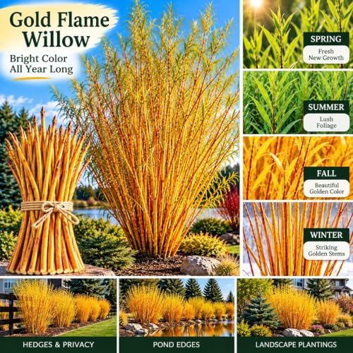 Gold Flame Willow Cuttings for Planting - Fast Growing Live Willow Tree Starts, Brilliant Golden Yellow Branches, Ornamental Privacy Screen, Windbreak and Landscape Trees, 50 Cuttings - Image 2