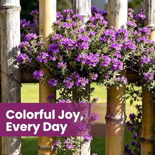 20000+pcs Creeping Thyme Seeds for Planting, Perennial Ground Cover Plants Flowers Seeds Fragrant Herb Seeds for Lawns & Paths Garden - Image 6