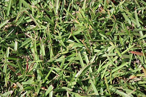 Centipede Grass Seed for a Dense Green Lawn, NO Mulch, 1 lb Coated Seeds, Sun and Moderate Shade Tolerant Lawn Seeding and Turf Patch Repair, Southern Southeast US, Low Fertilizer Low Maintenance - Image 7