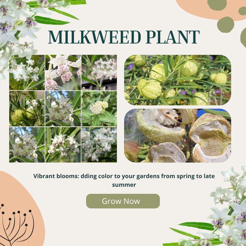 2 White Butterfly Milkweed Plants Live, Asclepias Tuberosa Tropical Flowers - Image 5