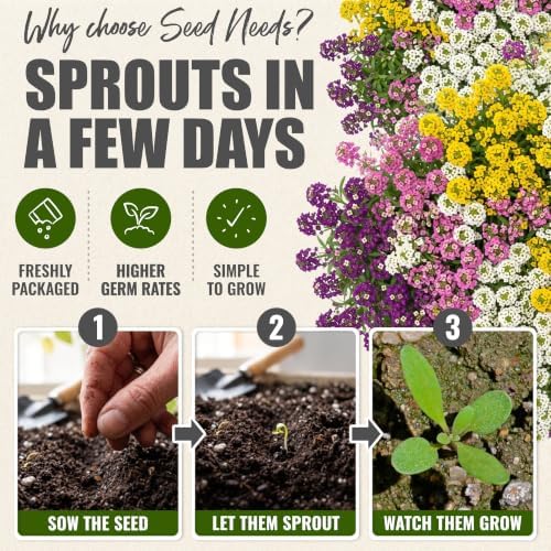 Seed Needs Alyssum Seeds Variety Pack of 4 Groundcover Flowers to Plant - Image 4