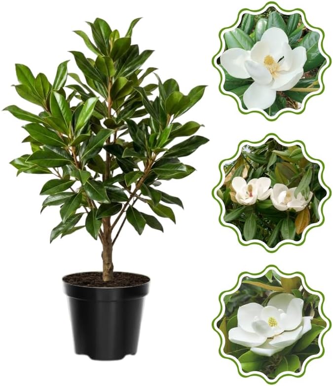 Sweetbay Magnolia Flower Tree, Hardy Ornamental Flowering Plant, Gallon Pot by GardenNurserySince1996