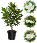 Sweetbay Magnolia Flower Tree, Hardy Ornamental Flowering Plant, Gallon Pot by GardenNurserySince1996