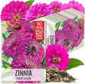 Seed Needs Violet Queen Zinnia Seeds to Plant Cut Flowers - 10 Packs by SeedNeeds