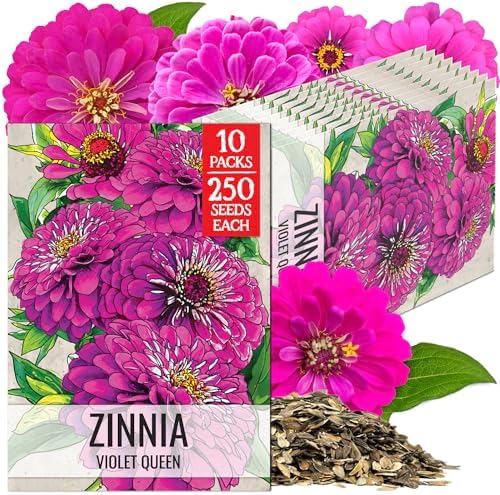 Seed Needs Violet Queen Zinnia Seeds to Plant Cut Flowers - 10 Packs by SeedNeeds