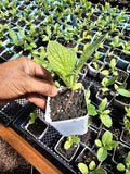 2-Pack Small Live Blue Borage Plant, 3-Inch Pot, Edible Herb Cucumber Flavor, Huge Favorite for Butterflies and Hummingbirds by Unknown