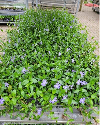 Myrtle Vinca/Periwinkle Hardy Groundcover 50 Plants 2" Pots - Image 3
