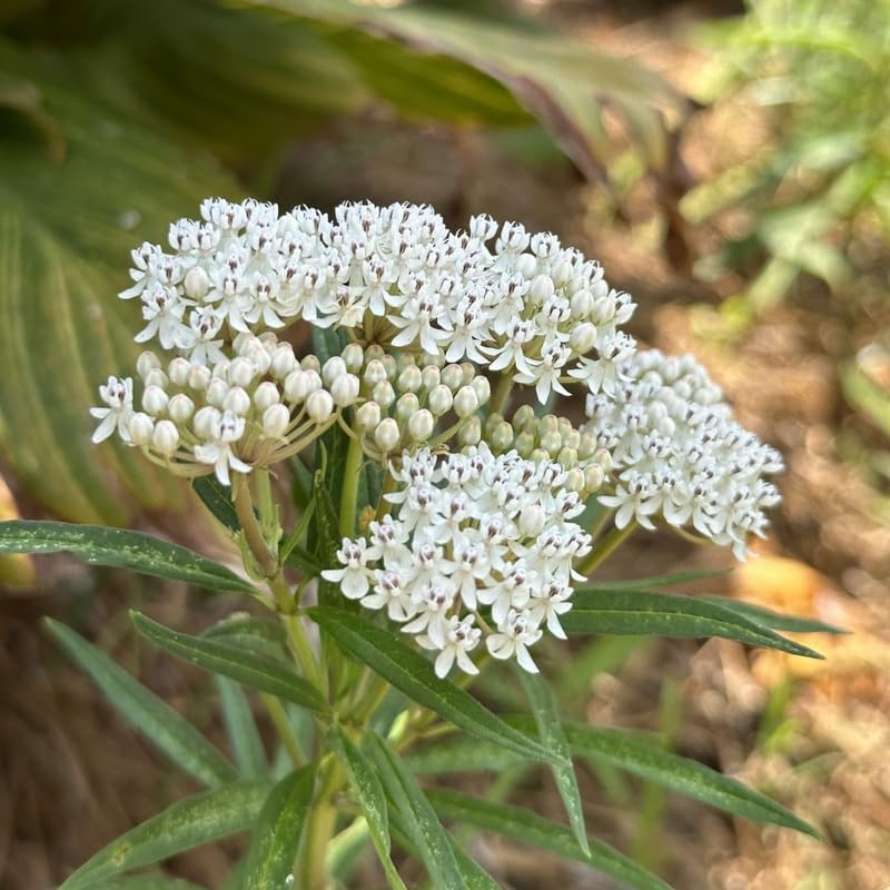 2 White Milkweed Live Plants, Flower Plant, 4-7 Inch Tall - Image 2