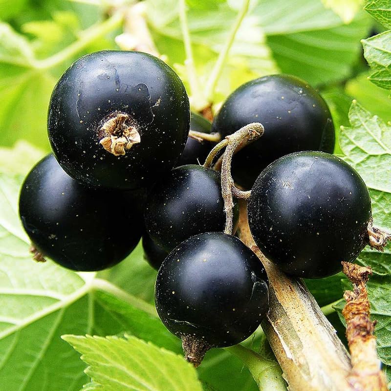Consort Black Currant Plant Live, Hardy Edible Landscape Shrub 1 Year Old - Image 6