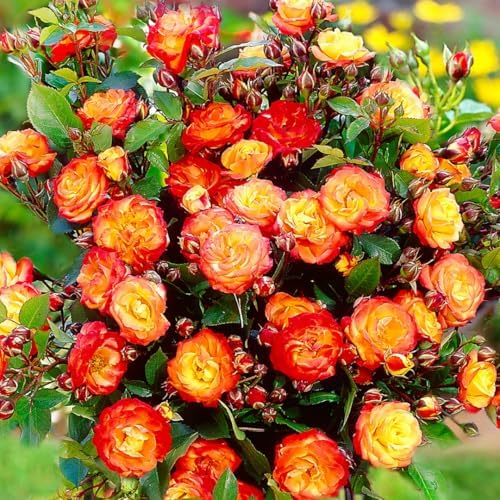 Golden Orange Yellow Roses Live Plant, Hardy Rose, 4-10 Inch Tall - Image 6