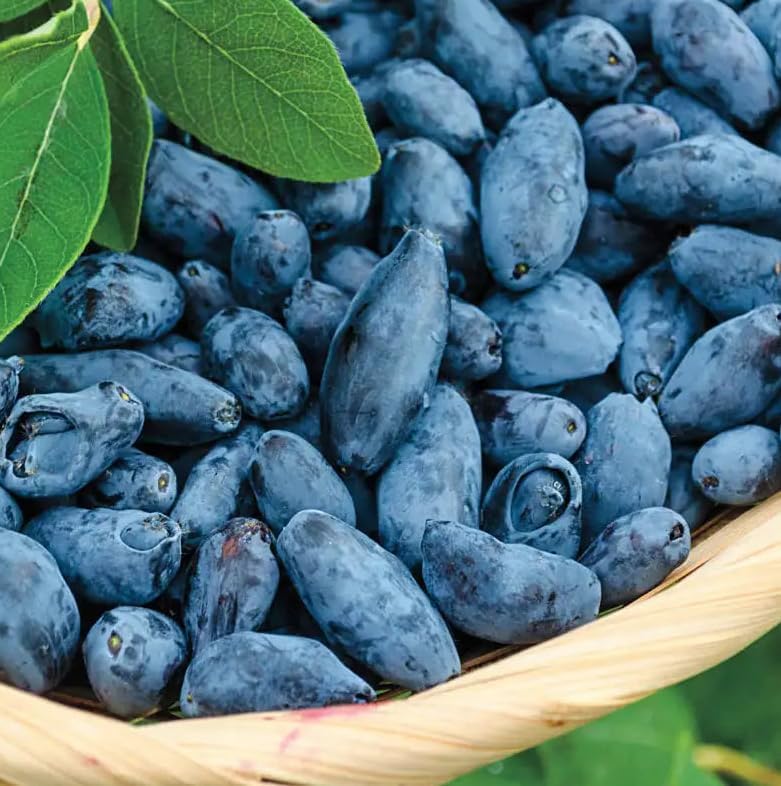 Indigo Gem Honeyberry (Haskap) Shrub - 6-12" Tall Live Plant - Image 6