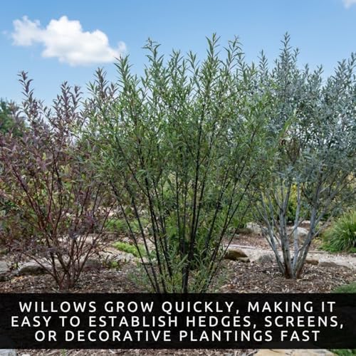 Ornamental Willow Cuttings Variety Pack | 15 Live Willow Bush Cuttings for Planting | 5 Blackskin, 5 Purple Continental & 5 Blue Bark Willow Shrubs | Fast Growing Colorful Landscape Bushes - Image 2