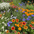 Ferry-Morse Southwest Bulk Wildflower Seeds, 390,000+, 1 lb by FerryMorse