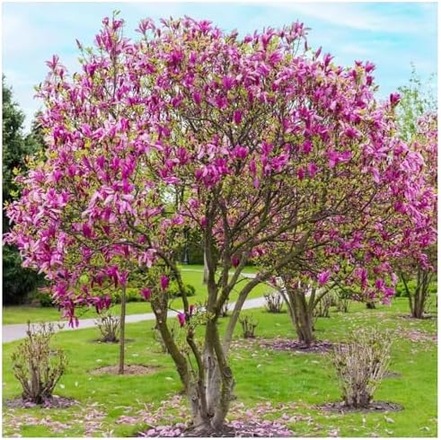 Jane Magnolia Tree Live Plant – Magnolia grandiflora ‘Jane’, Fragrant Magnolia Flowers, Fast Growing Ornamental Magnolia Plant, 2–3 ft Live Magnolia Tree for Garden, Zones 5–9, Easy Care - Image 7