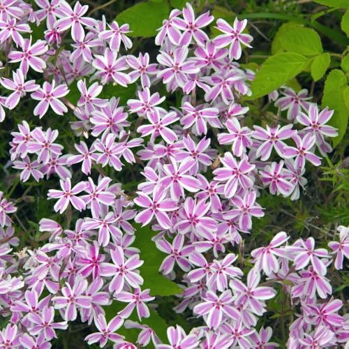 3 White Pink Creeping Phlox Plants, Perennial Ground Cover 4-6 Inches - Image 4
