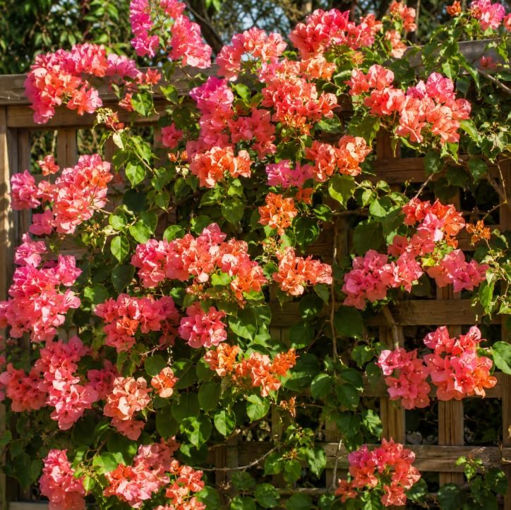 Orange Bougainvillea Plant Live for Planting, Orange Flower Vine Plant, Vibrant Bougainvillea Tree for Home Garden 4 to 6 Inch Tall, No Pot - Image 4
