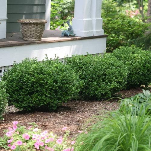 Green Promise Farms BUXUS Micro. `Sprinter` (Boxwood) Evergreen, 3 Size Container, Green Foliage - Image 2
